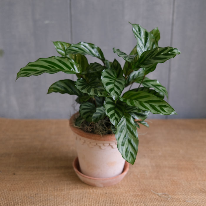 Calathea concinna - Freddie