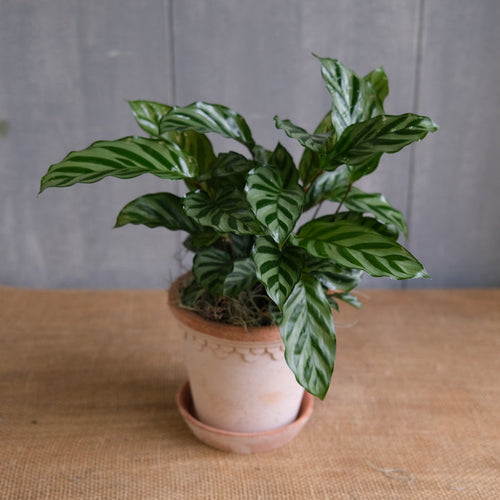 Calathea concinna - Freddie
