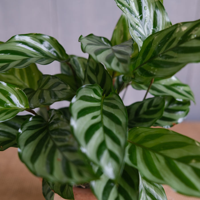 Calathea concinna - Freddie
