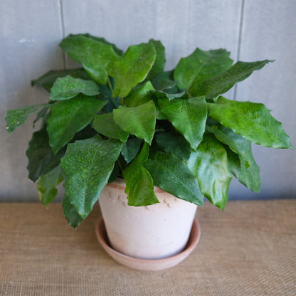 Calathea musaica - Network