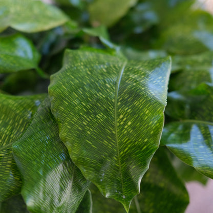 Calathea musaica - Network