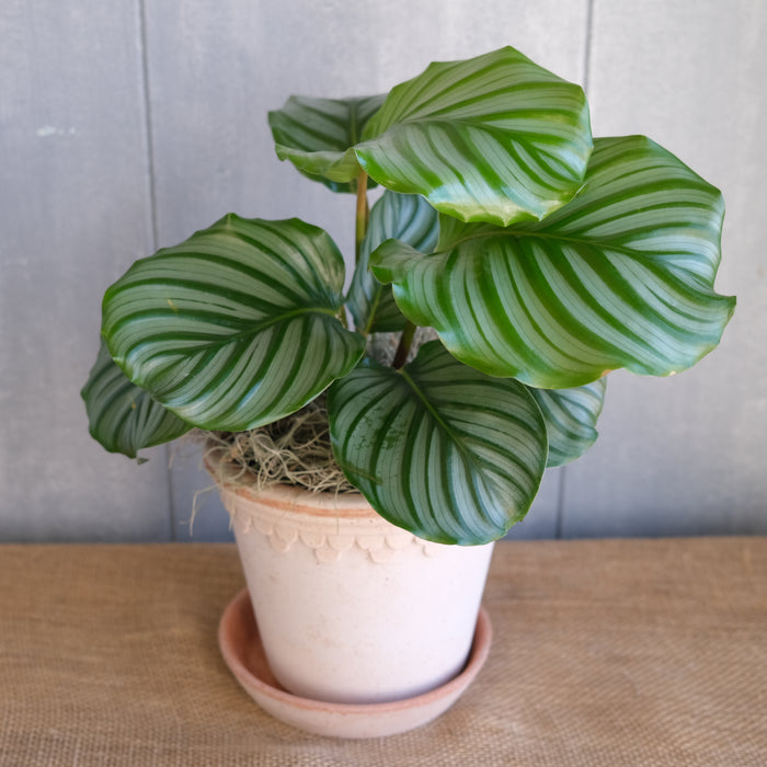 Calathea orbifolia