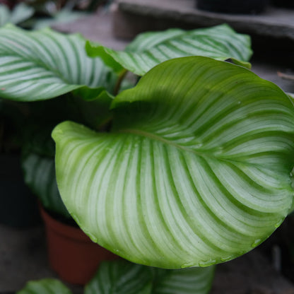 Calathea orbifolia