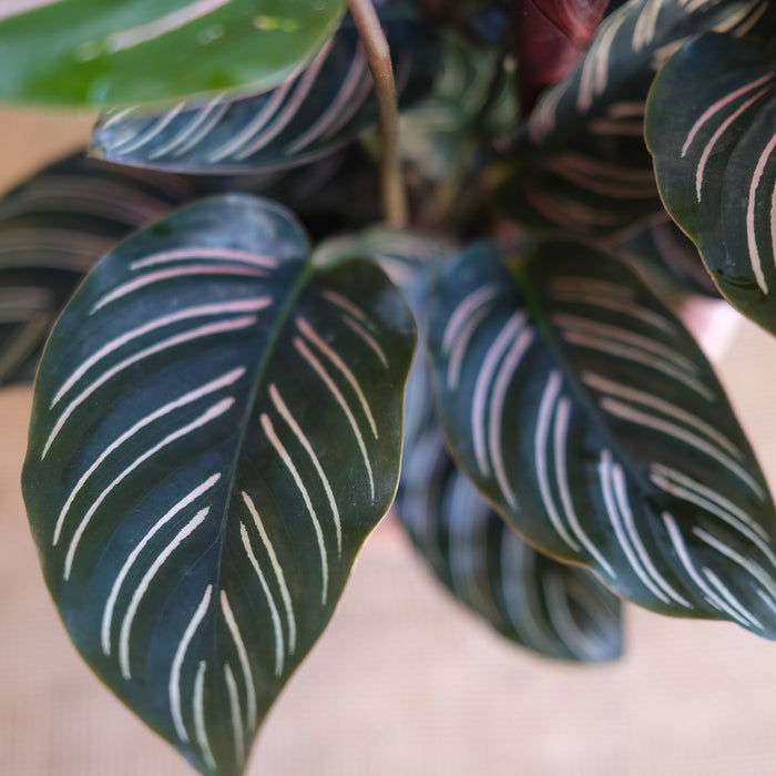 Calathea ornata - Pinstripe