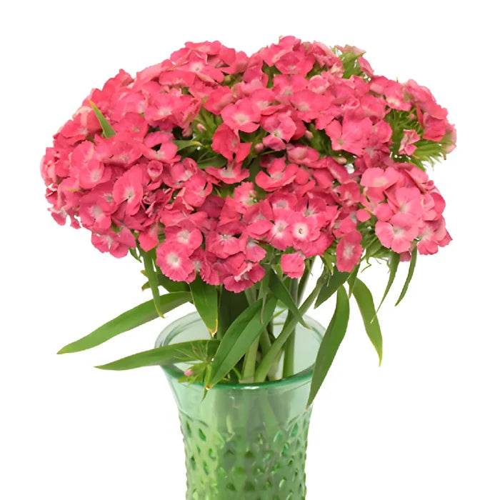 Coral Dianthus Flowers