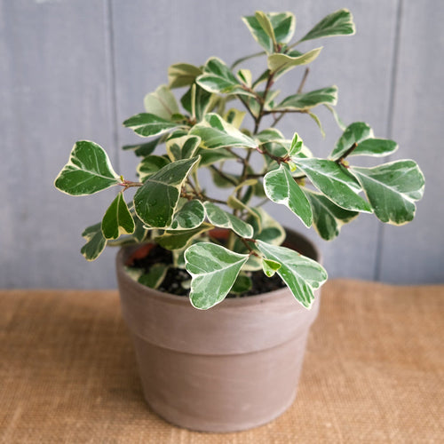 Ficus triangularis