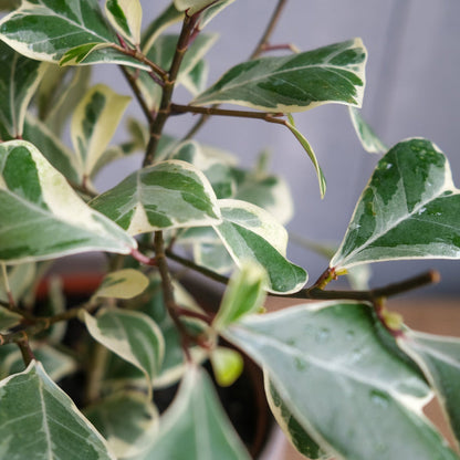 Ficus triangularis