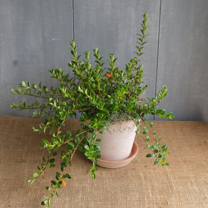 Goldfish Plant