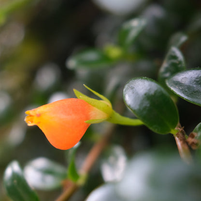 Goldfish Plant