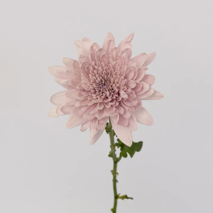 Lavender Tinted Cremon Mum Stem - Image
