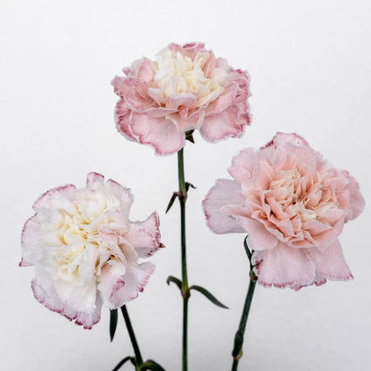 Pink Enhanced Carnation Flowers Stem - Image