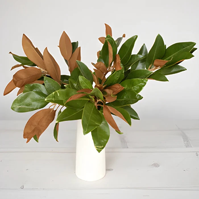 Magnolia Greenery