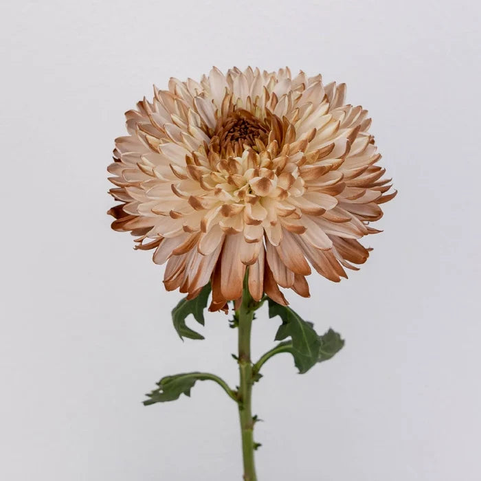 Mocha Mousse Cremon Mum Stem - Image