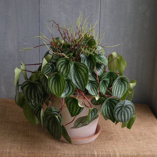 Peperomia - Watermelon