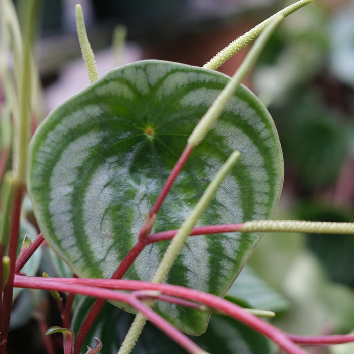 Peperomia - Watermelon