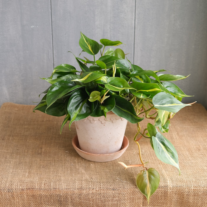 Philodendron ‘Brasil’