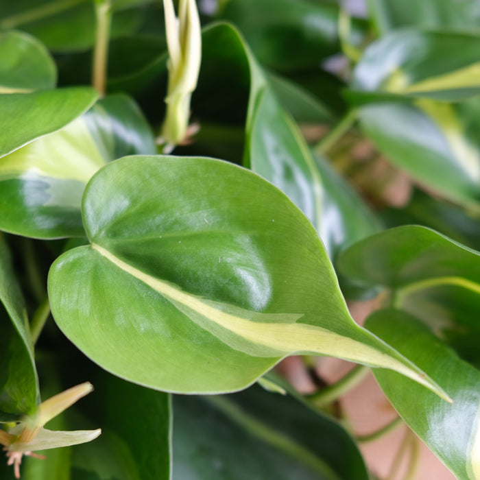 Philodendron ‘Brasil’