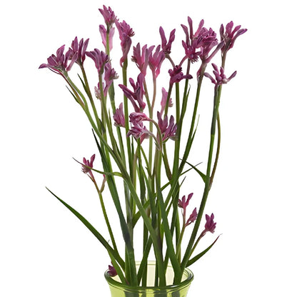 Pink Kangaroo Paw Flowers
