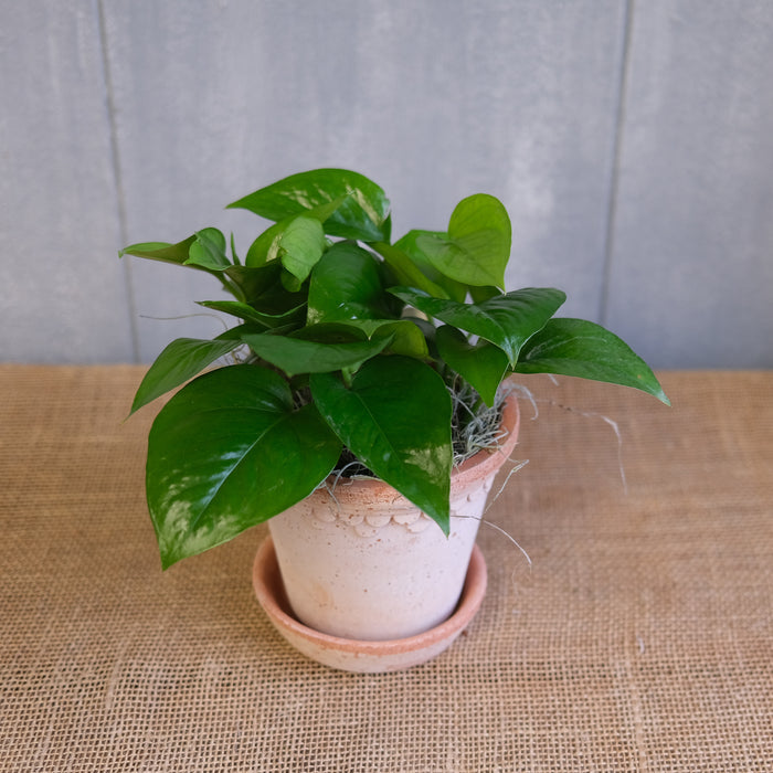 Pothos - Jade (Epipremnum aureum)