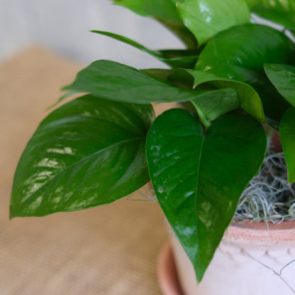 Pothos - Jade (Epipremnum aureum)
