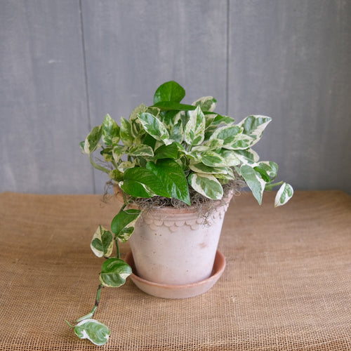 Pothos - N' Joy (Epipremnum aureum)