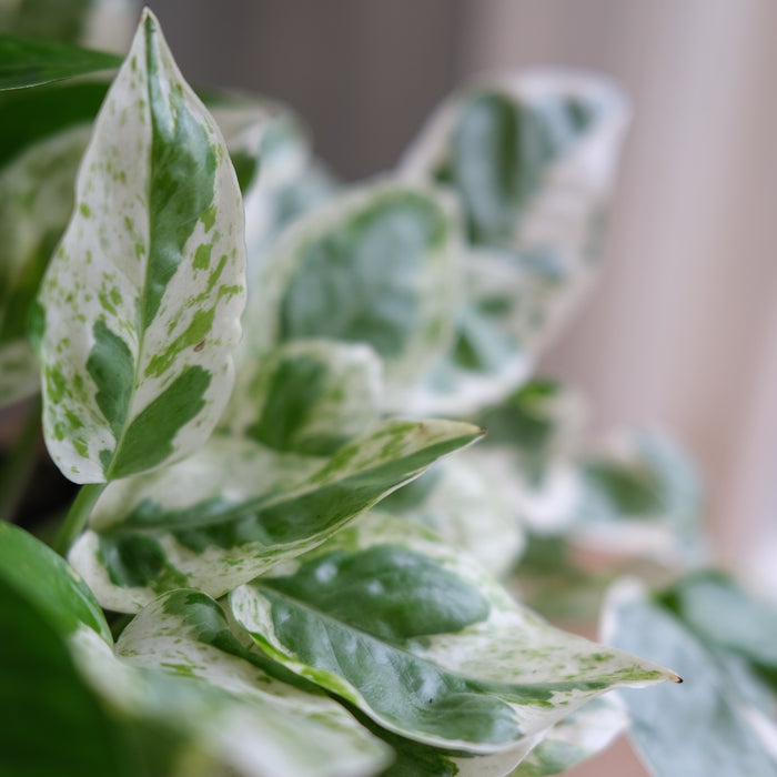 Pothos - N' Joy (Epipremnum aureum)