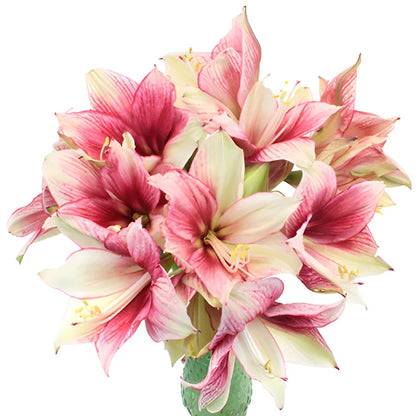 Raspberry Dipped Amaryllis Flowers