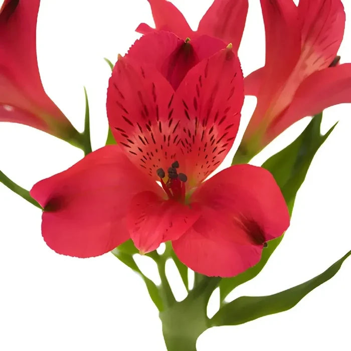Red Peruvian Lily Flowers Apron - Image