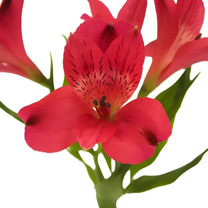 Red Peruvian Lily Flowers Apron - Image