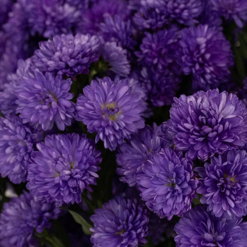 Purple Duplo Aster Close Up - Image