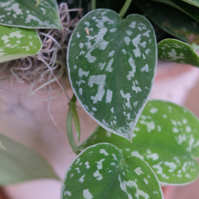 Scindapsus ‘Silver Satin’