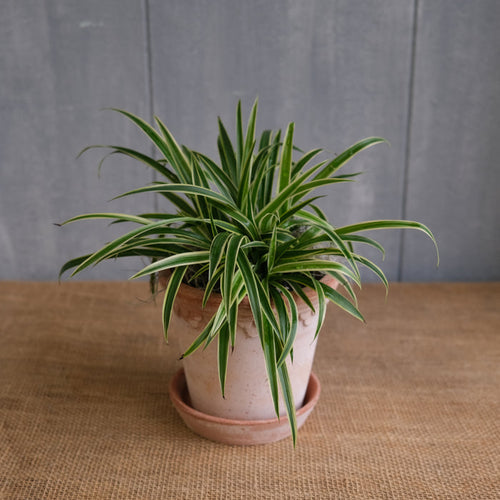 Spider Plant