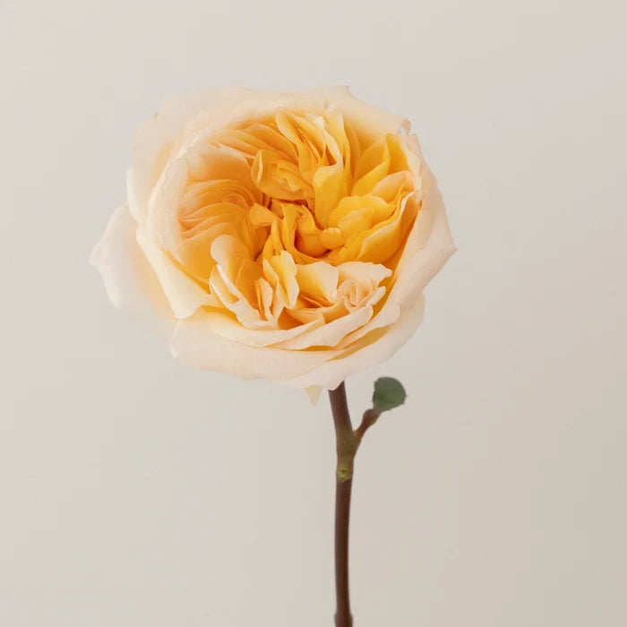 Tie Dye Peach Garden Rose Stem - Image