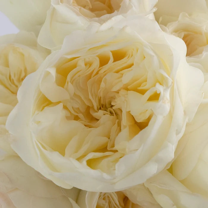 Vicky Cream Garden Rose Close Up - Image