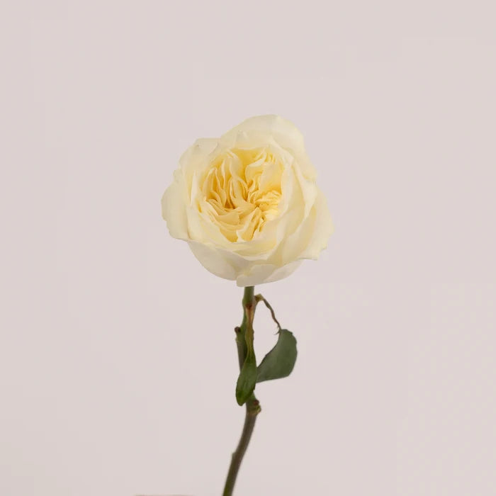 Vicky Cream Garden Rose Stem - Image