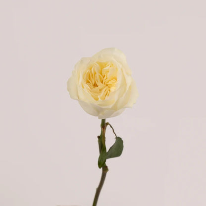Vicky Cream Garden Rose Stem - Image