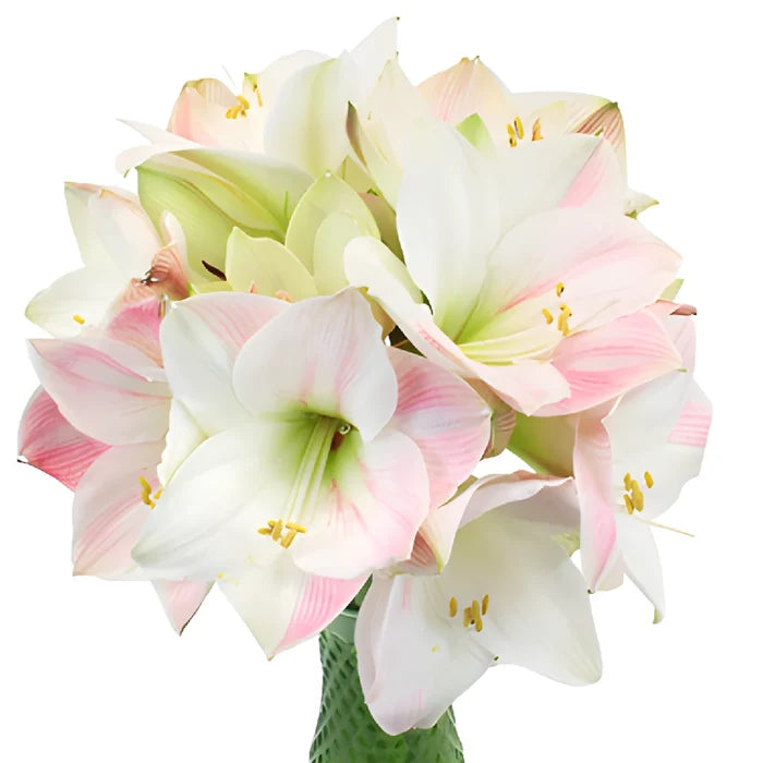 White and Pink Amaryllis Flowers